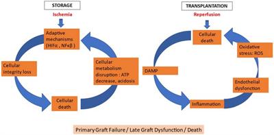 Heart graft preservation technics and limits: an update and perspectives